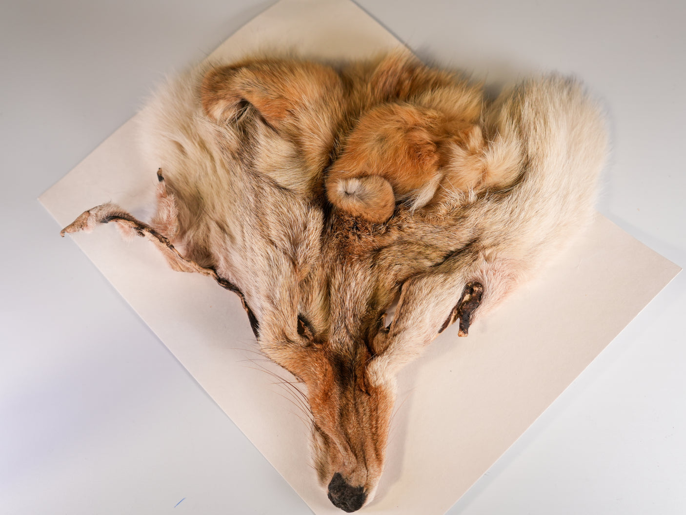 COYOTE FACE - X-large Natural