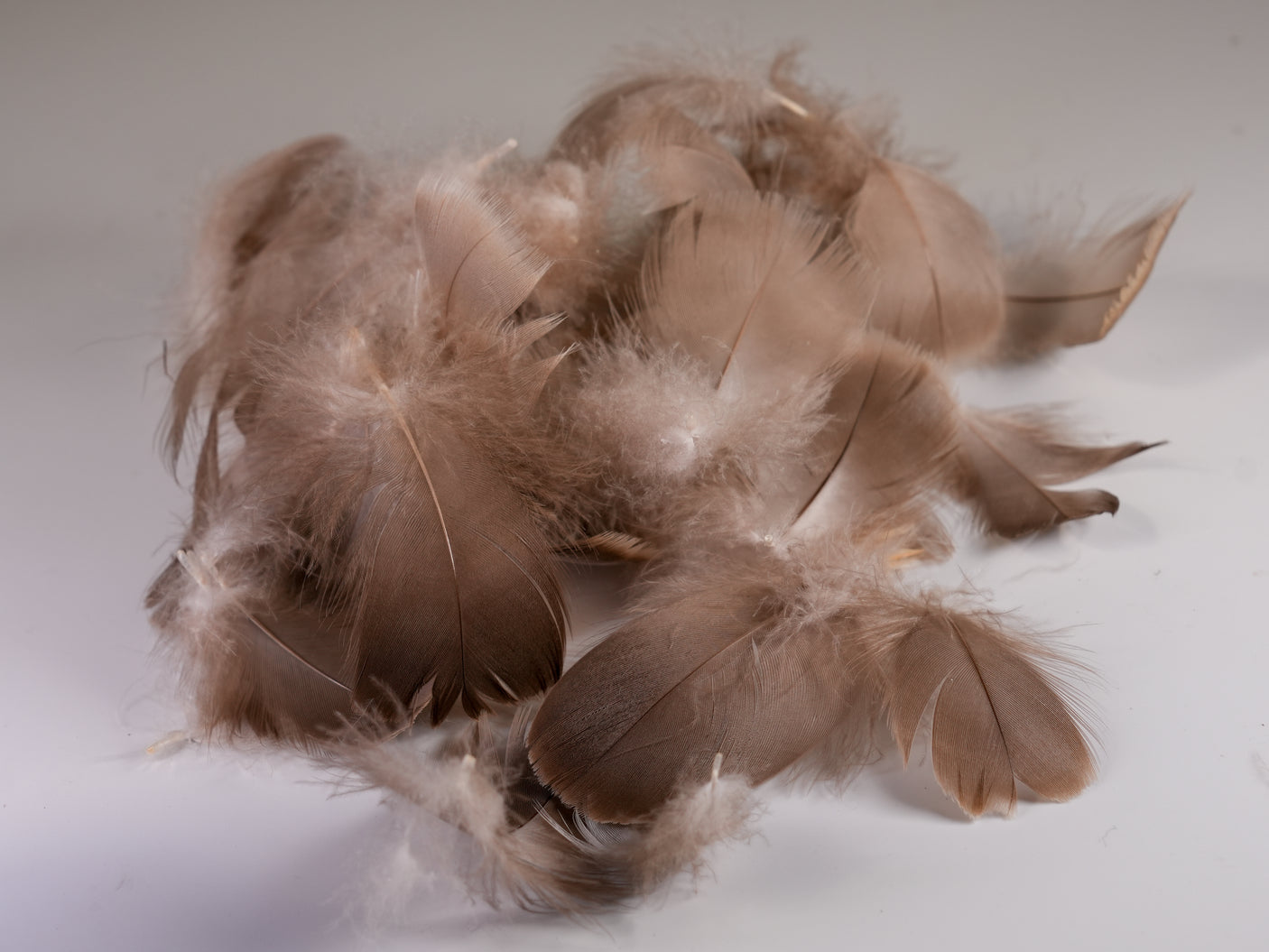 Goose Body Feathers