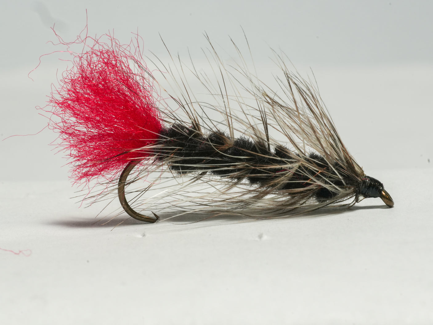 Woolly Worm