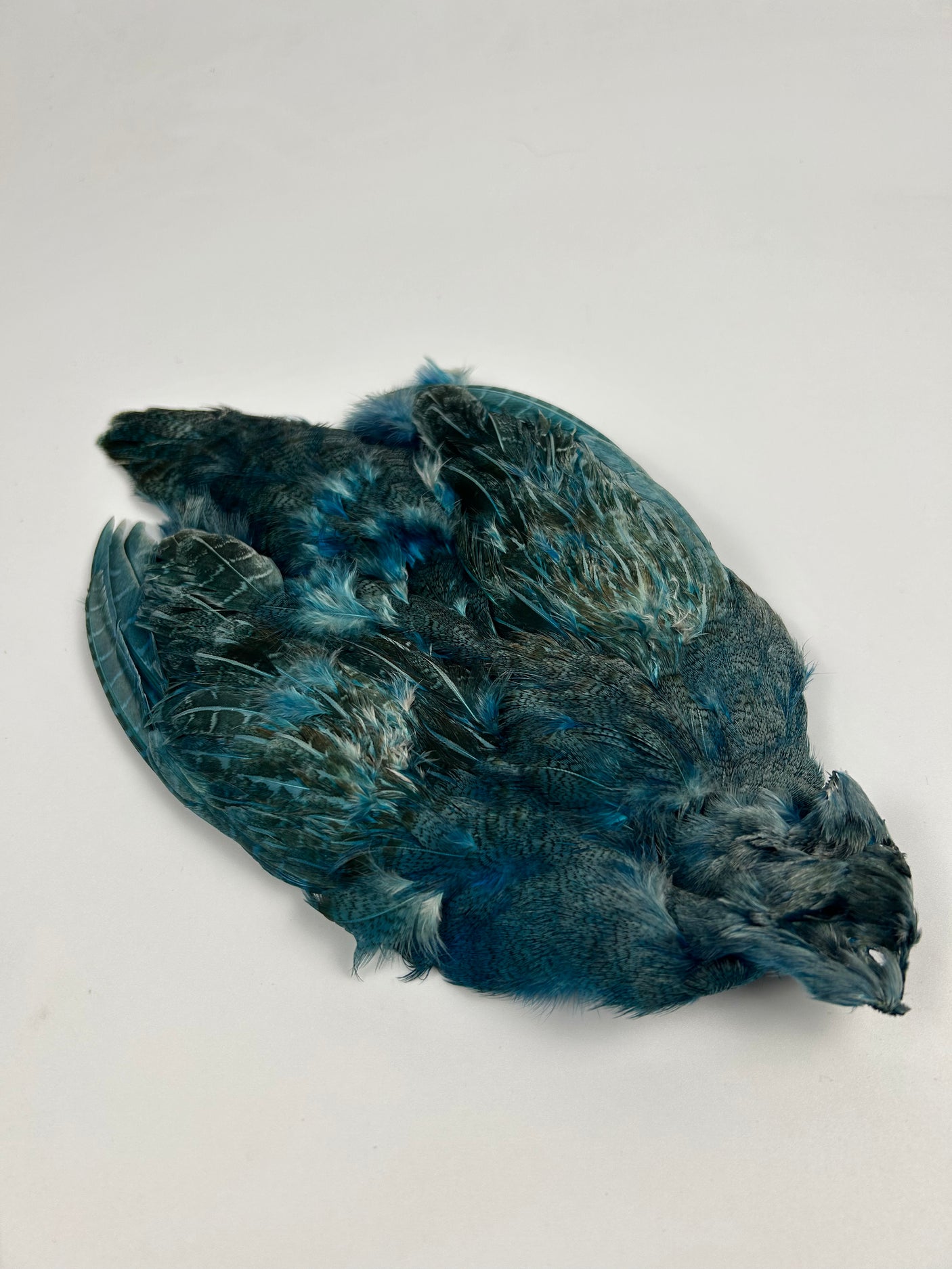 Hungarian Partridge skin dyed Kingfisher Blue