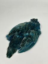 Hungarian Partridge skin dyed Kingfisher Blue