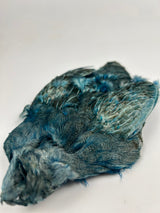 Hungarian Partridge skin dyed Kingfisher Blue