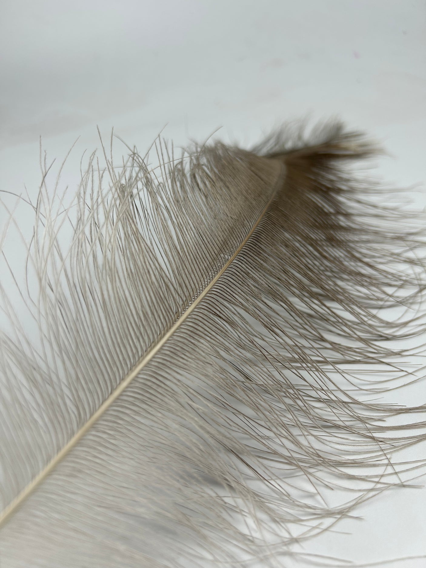 Rhea Spey Hackle - 2 feathers