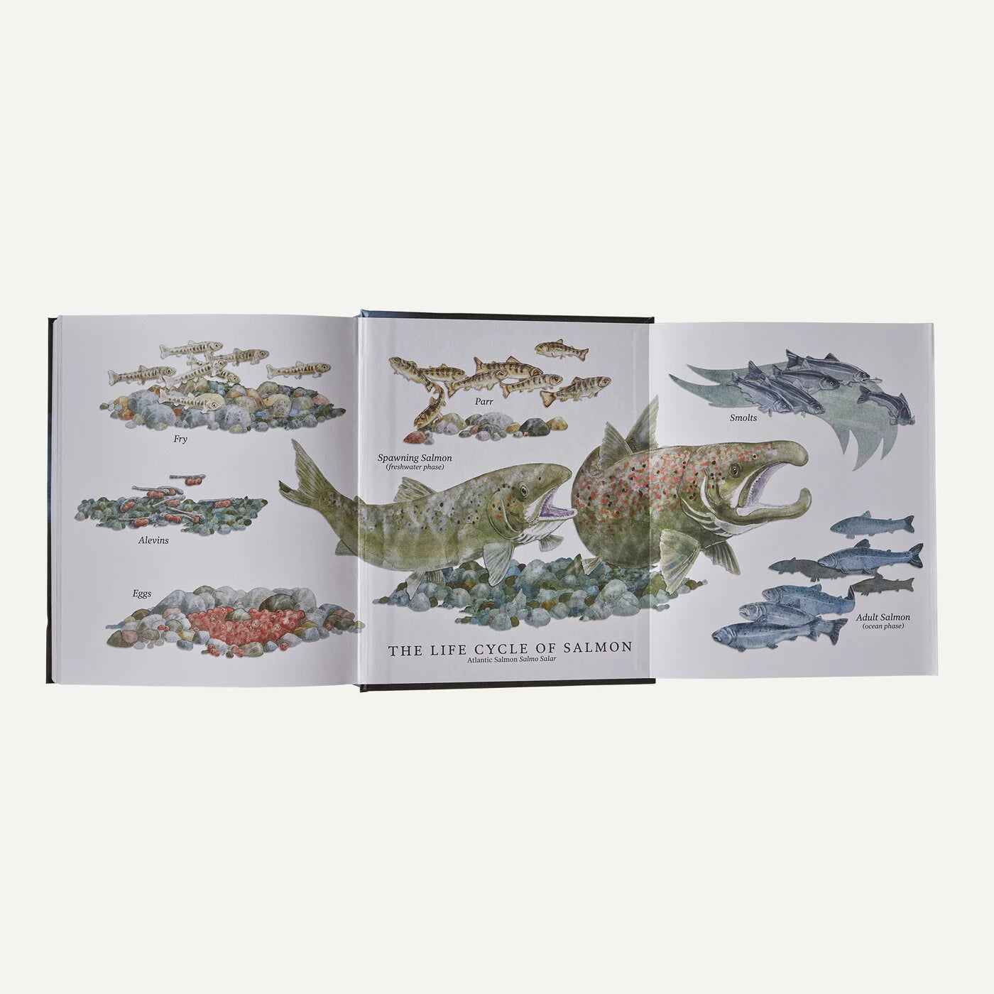 Salmon: A Fish, the Earth and the History of Their Common Fate