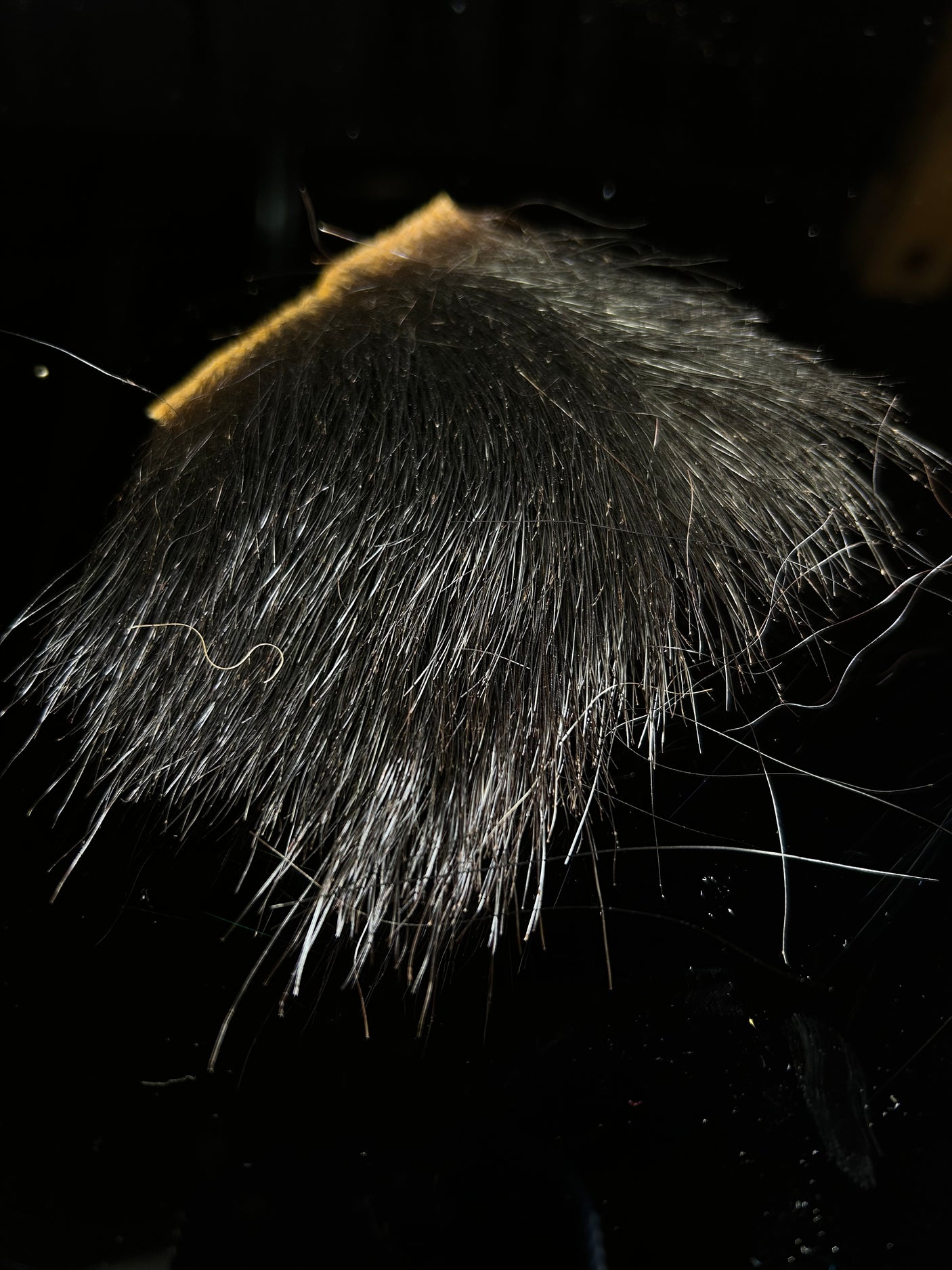 Black Bear Wing Fur
