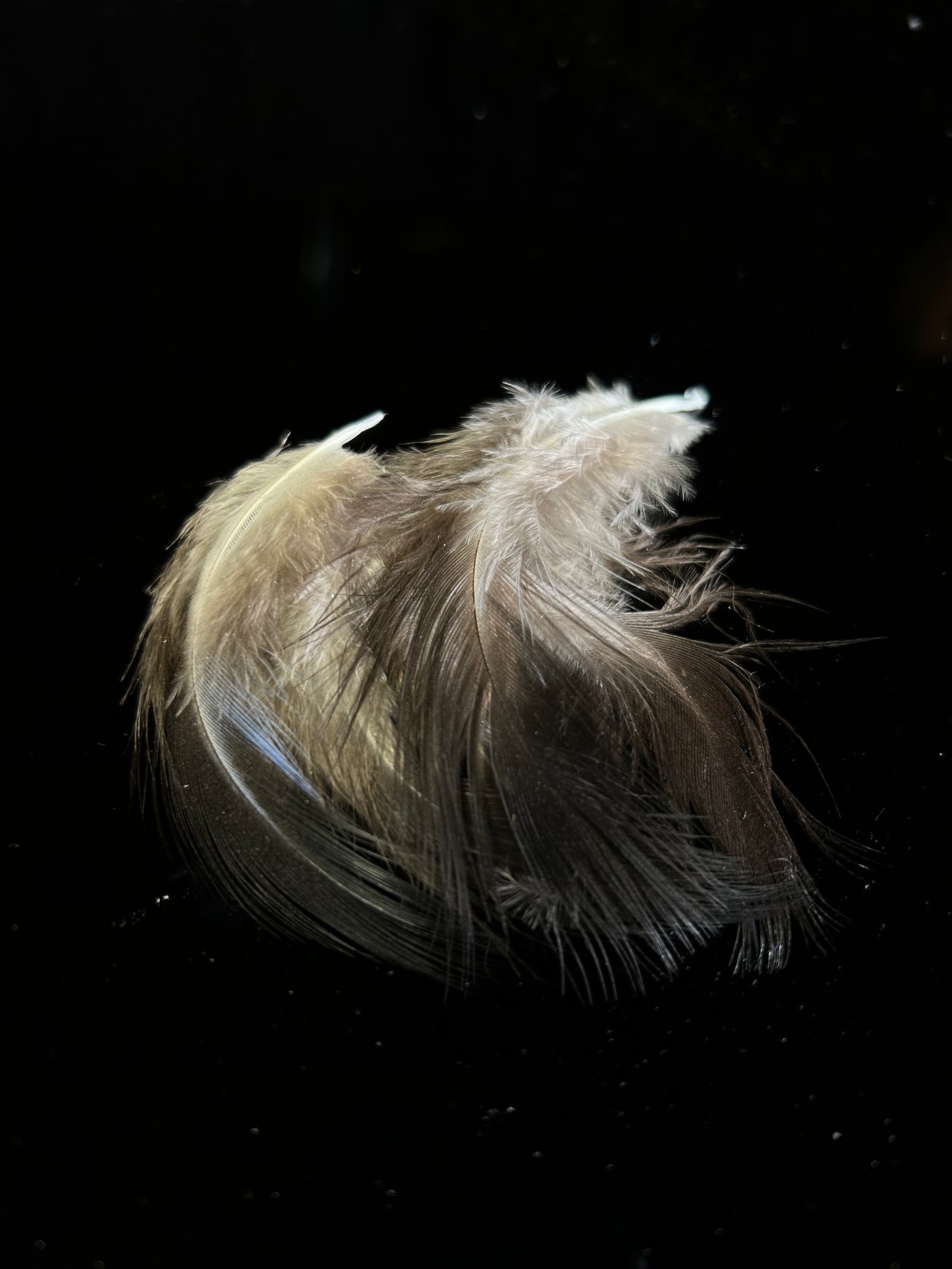 Vulturine Guinea Breast Natural Black