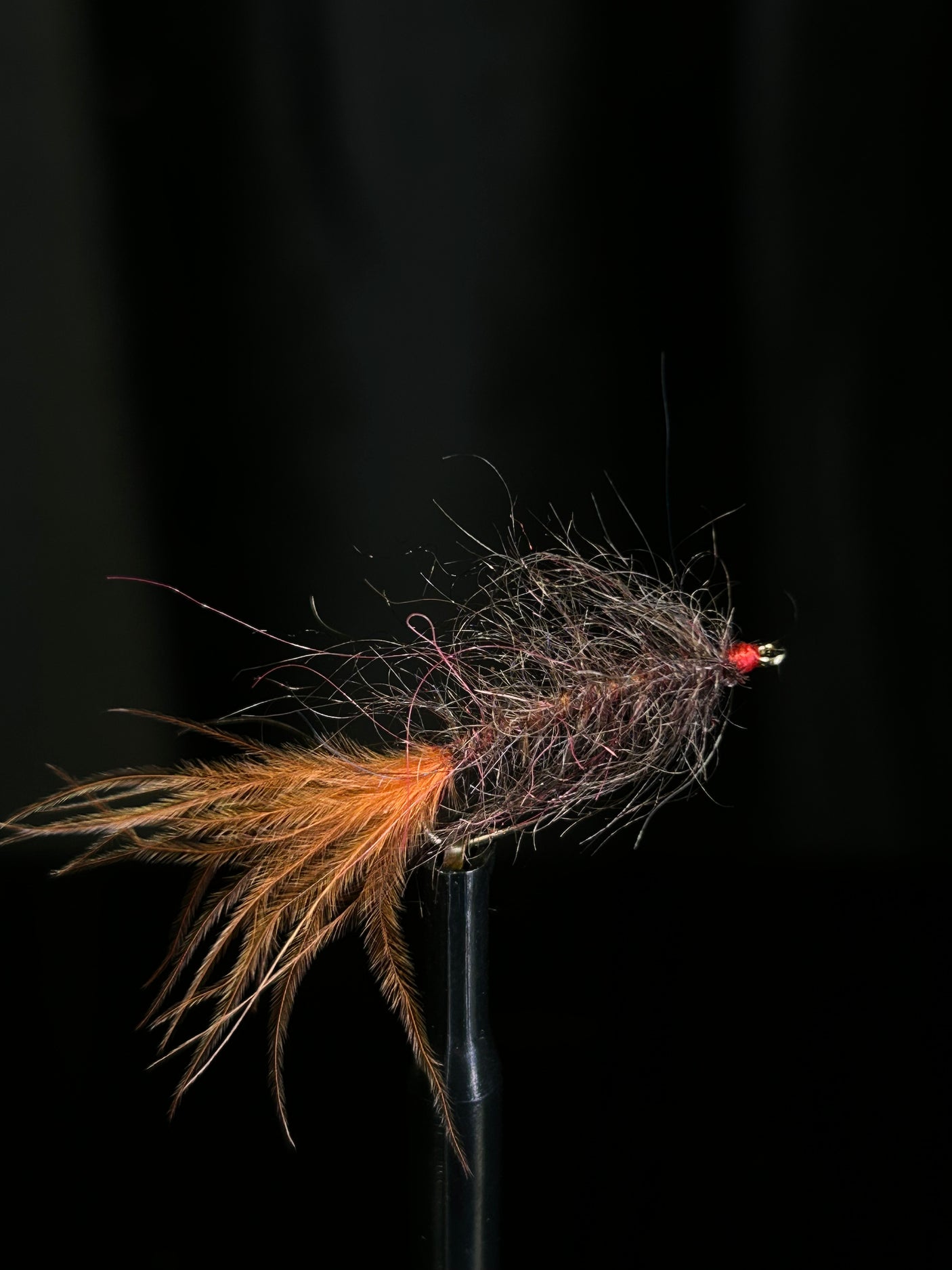 Hale Bopp Leech