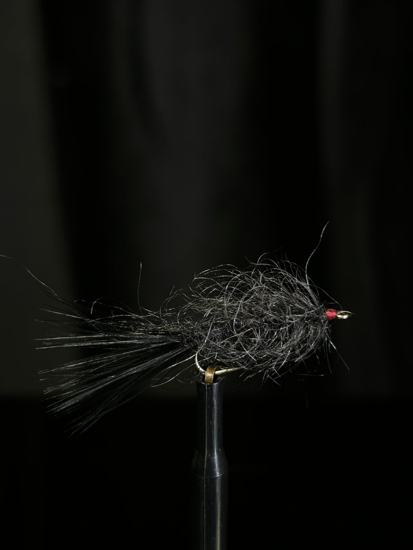 Hale Bopp Leech