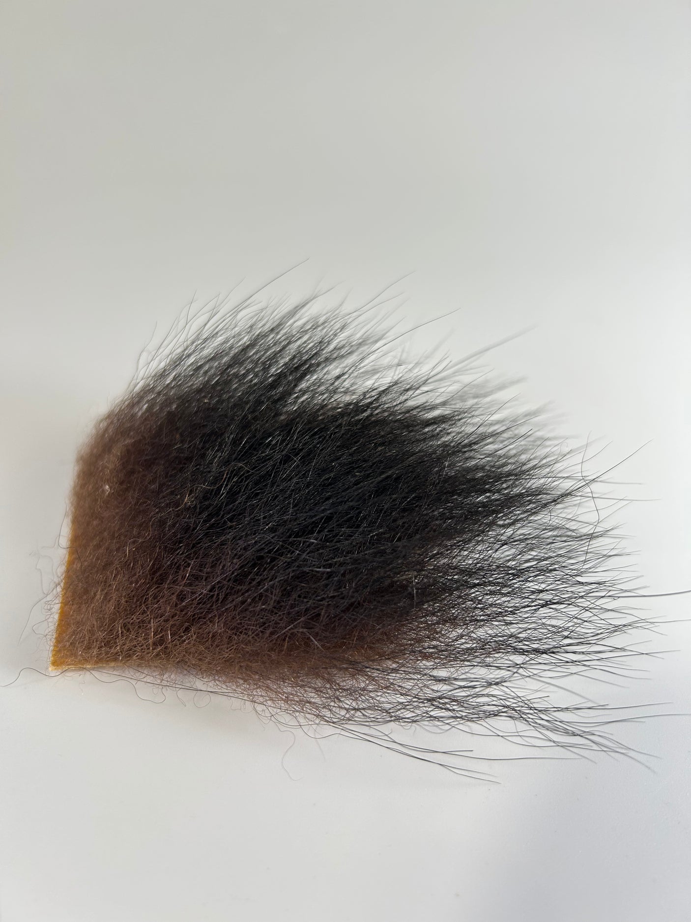 Black Bear