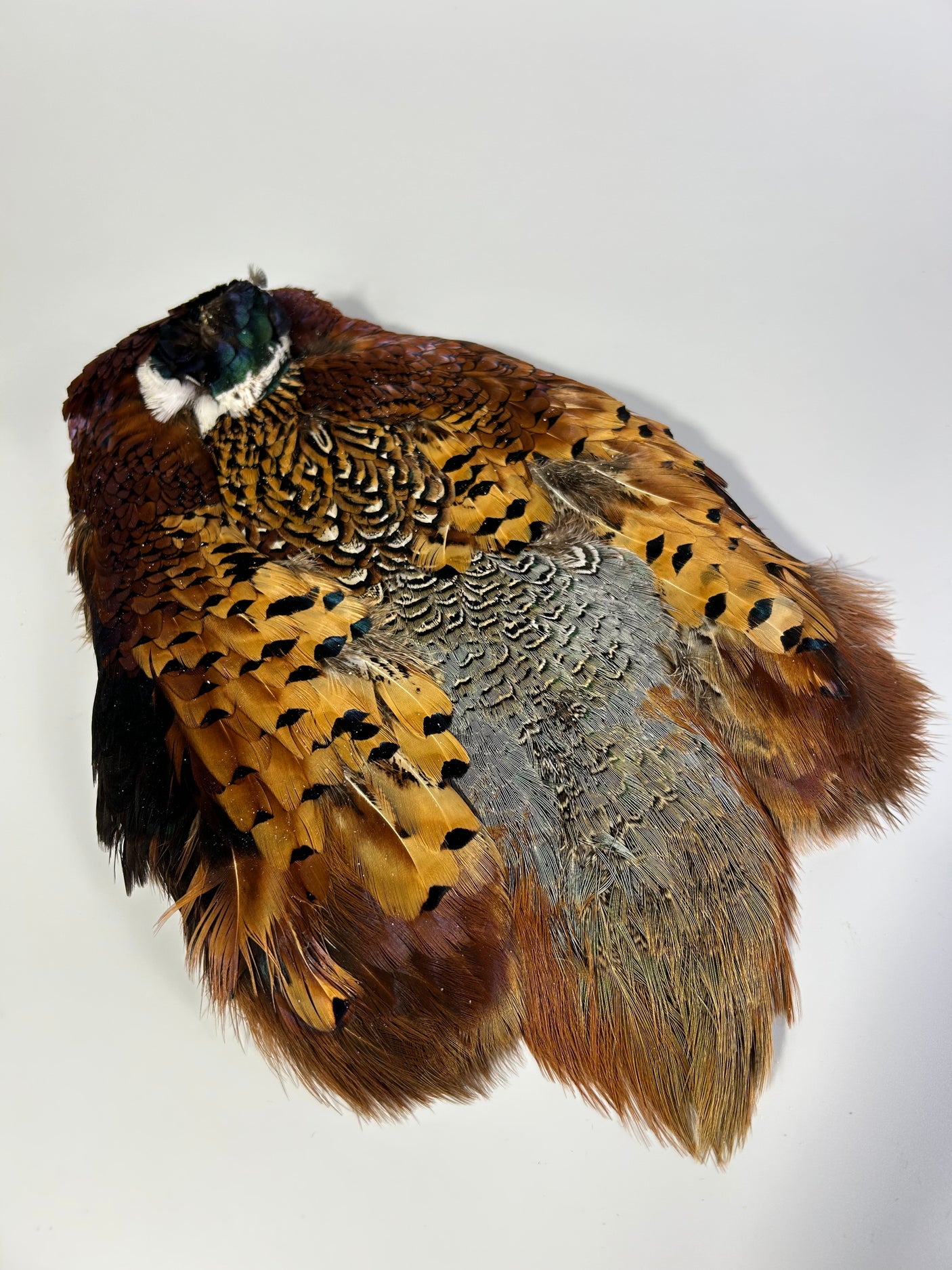 Ringneck Pheasant Skin - Natural