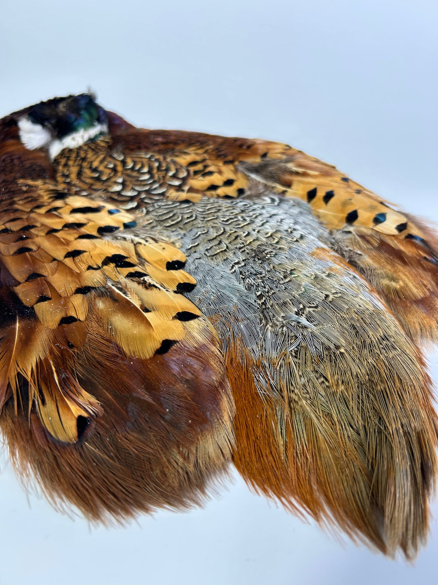 Ringneck Pheasant Skin - Natural