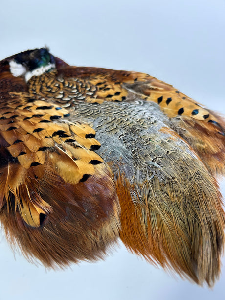Ringneck Pheasant Skin - Natural