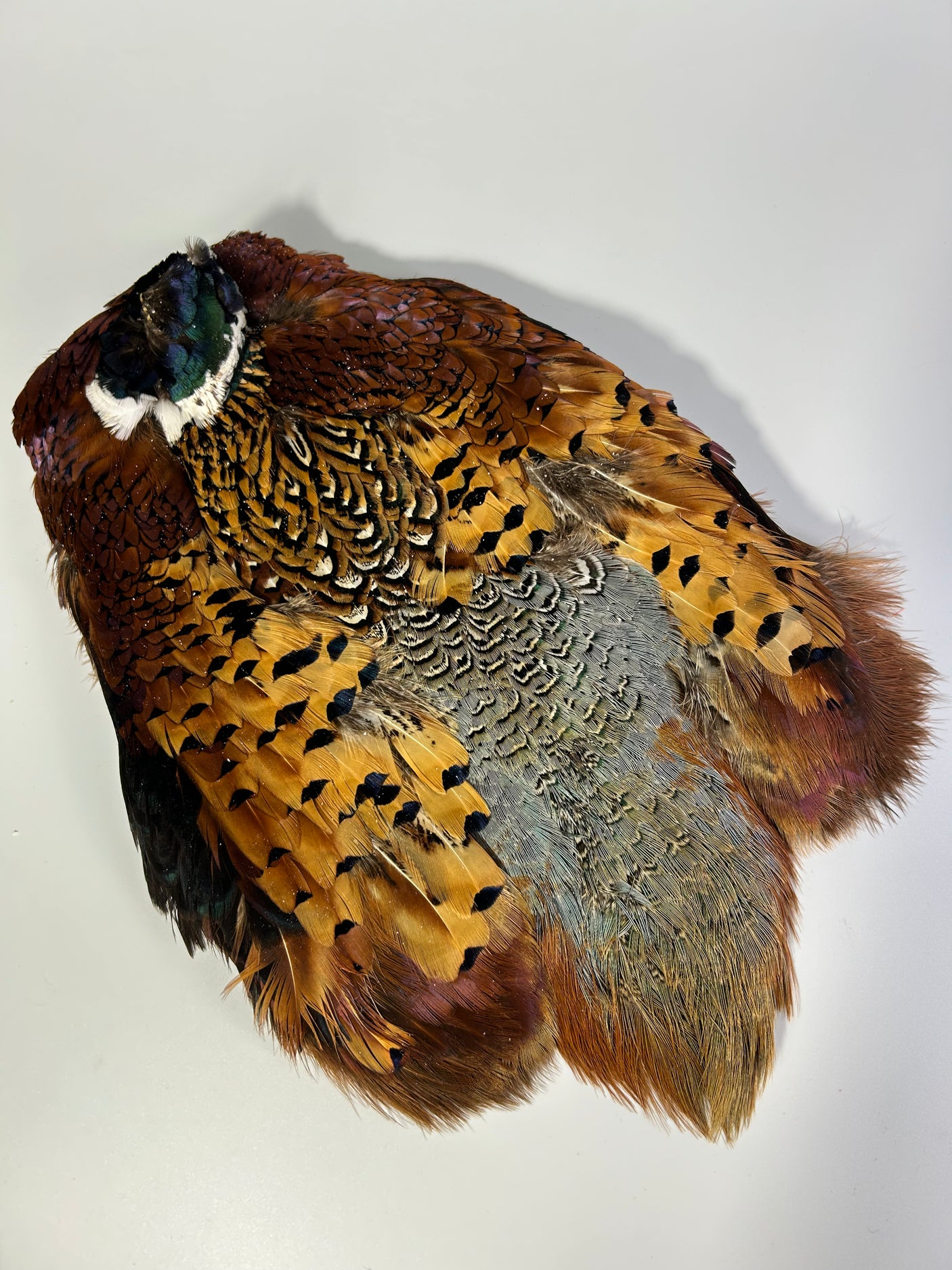 Ringneck Pheasant Skin - Natural
