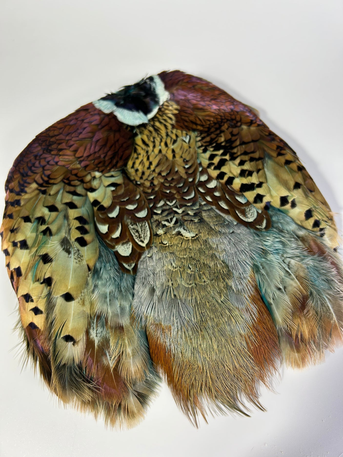 Ringneck Pheasant Skin - Dyed