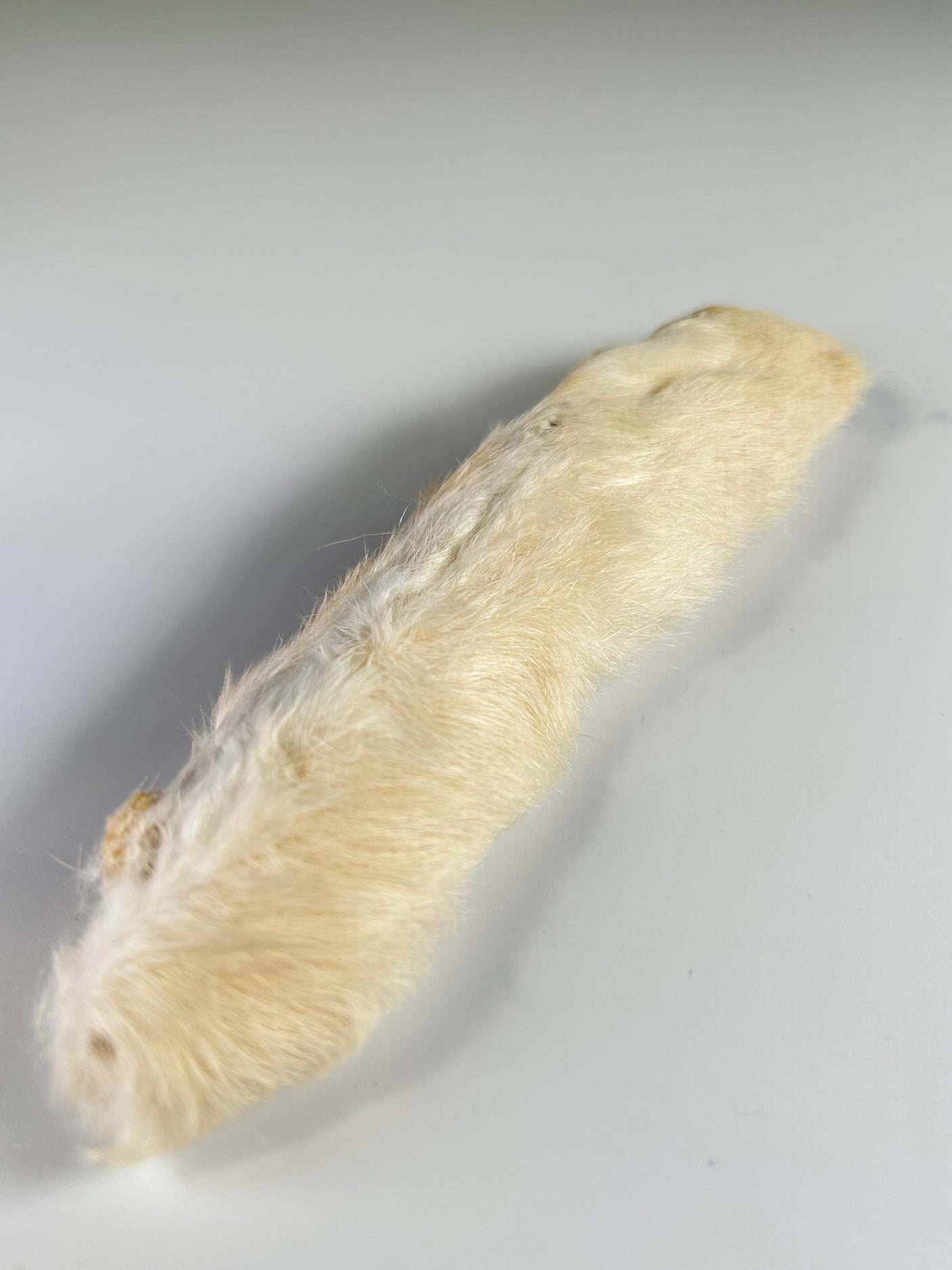 Snowshoe Rabbit Foot