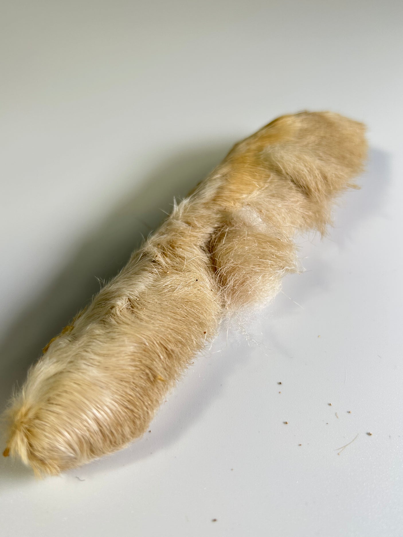 Snowshoe Rabbit Foot
