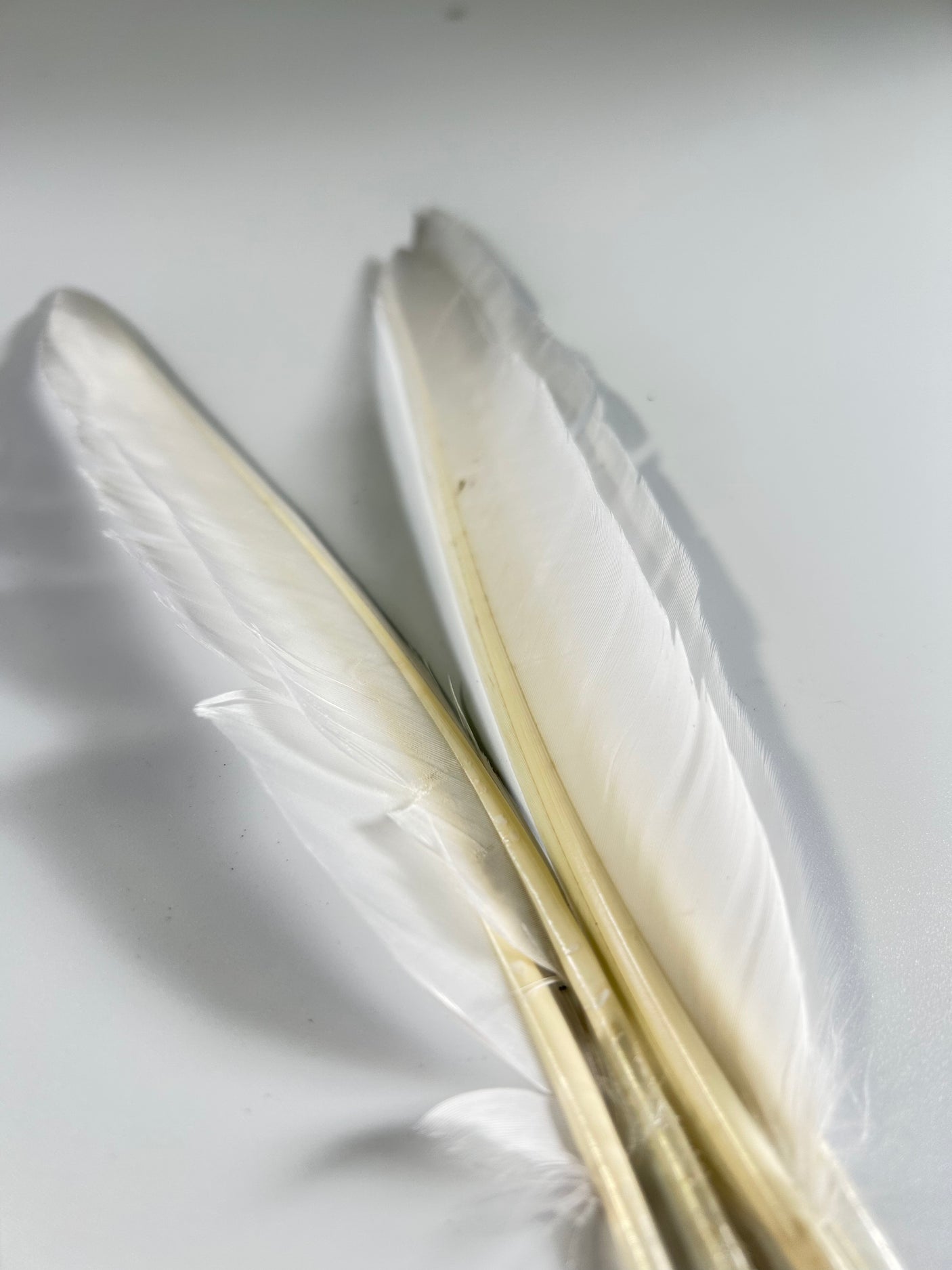 DUCK QUILL. 2 PAIR. WHITE
