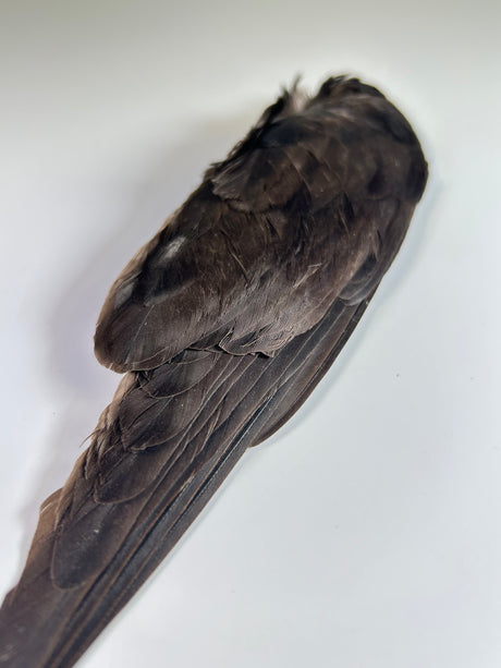 Jackdaw Whole Wings