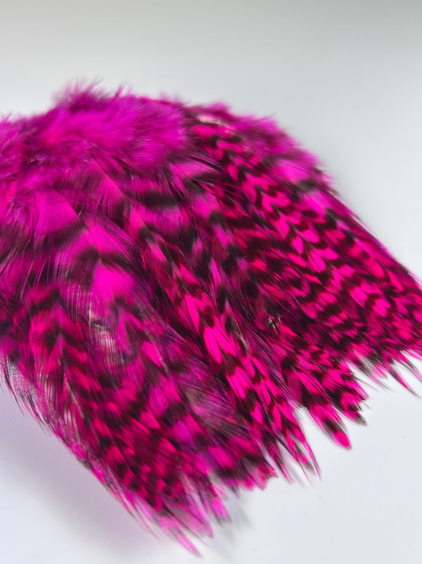 Strung Grizzly Hackle Dyed Fuchsia 4-6""