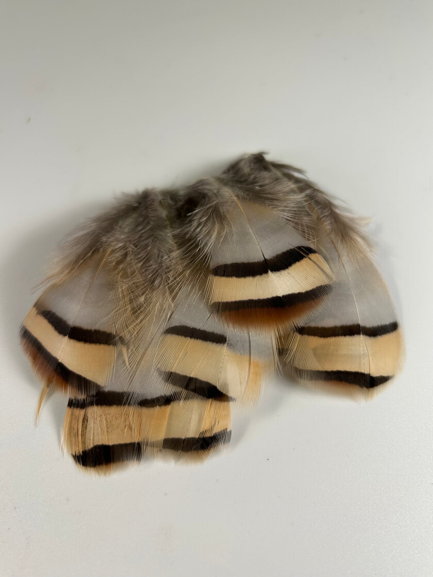 Chukar Flank Feathers