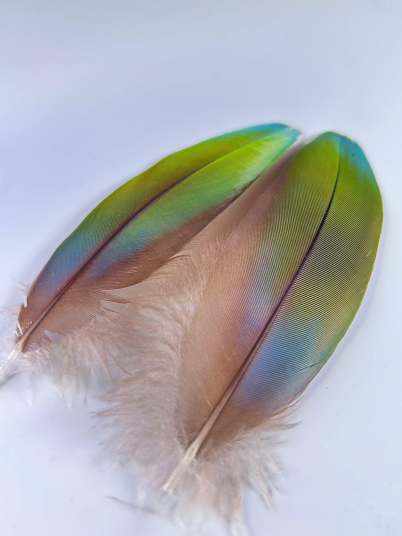 Green/Blue/Red Macaw