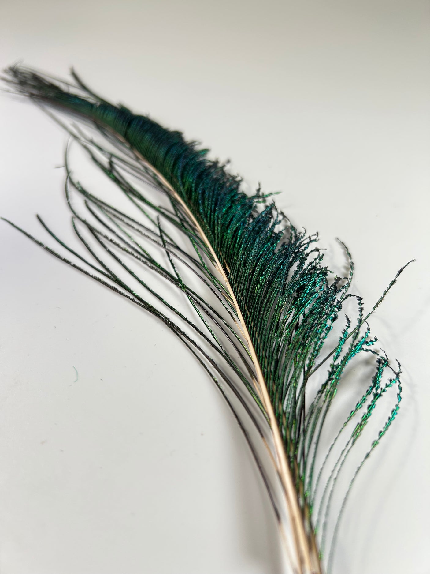 Peacock Swords