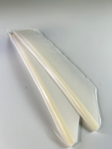 Turkey Biot Quill Pieces
