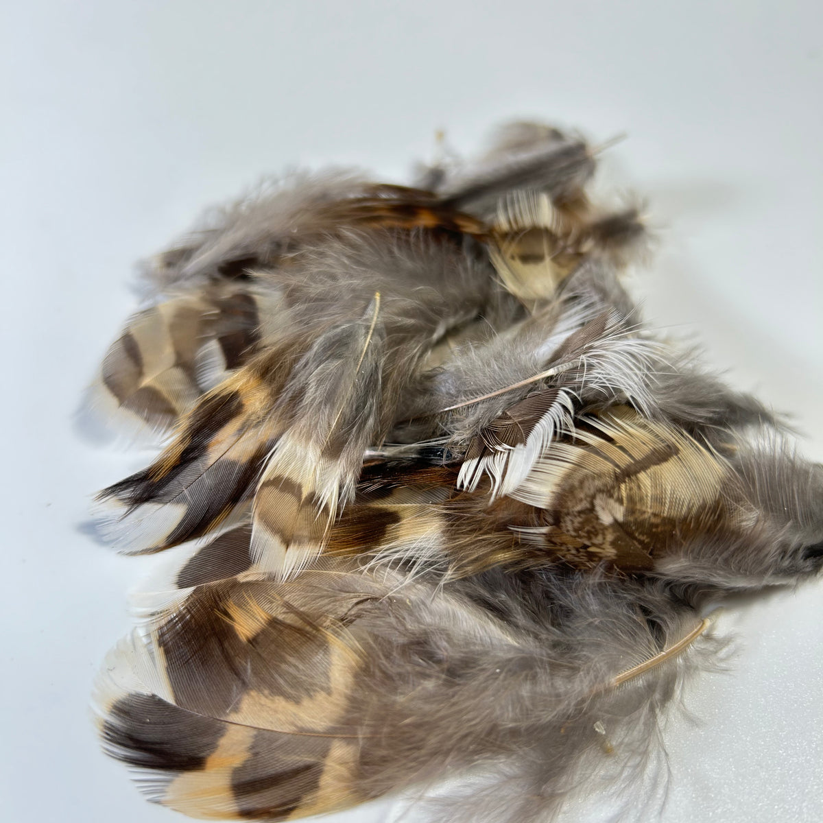 Ruffed/Blue Grouse at Waters West Fly Fishing Outfitters.