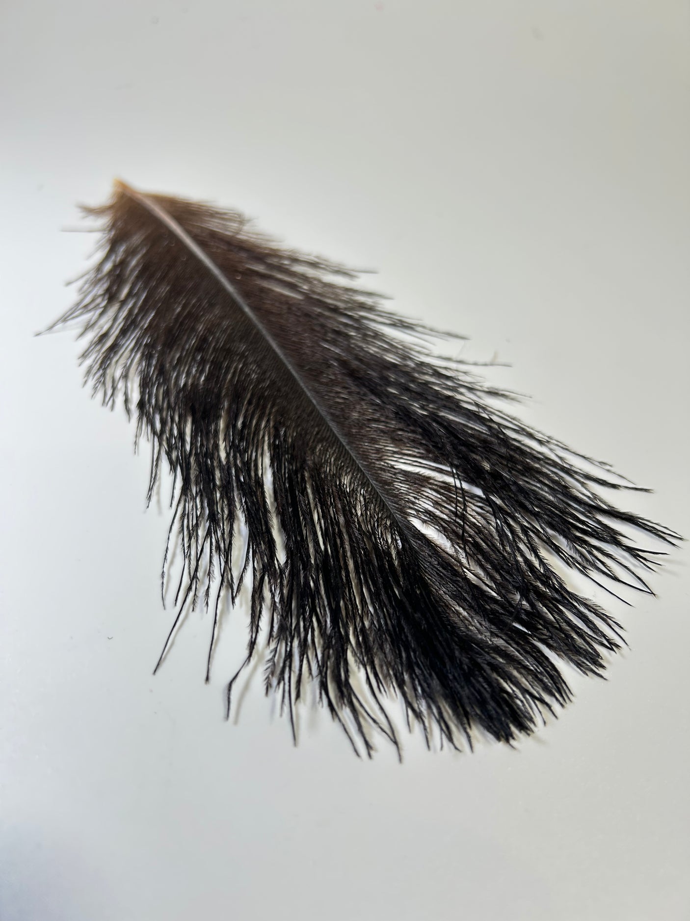 Ostrich Body Feathers