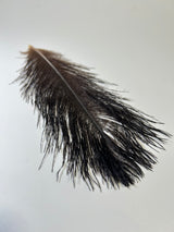 Ostrich Body Feathers