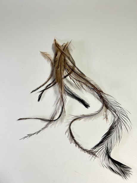 Emu Feathers