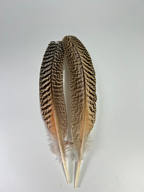 Mottled Peacock Wing