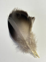 SFF Select Bronze Mallard