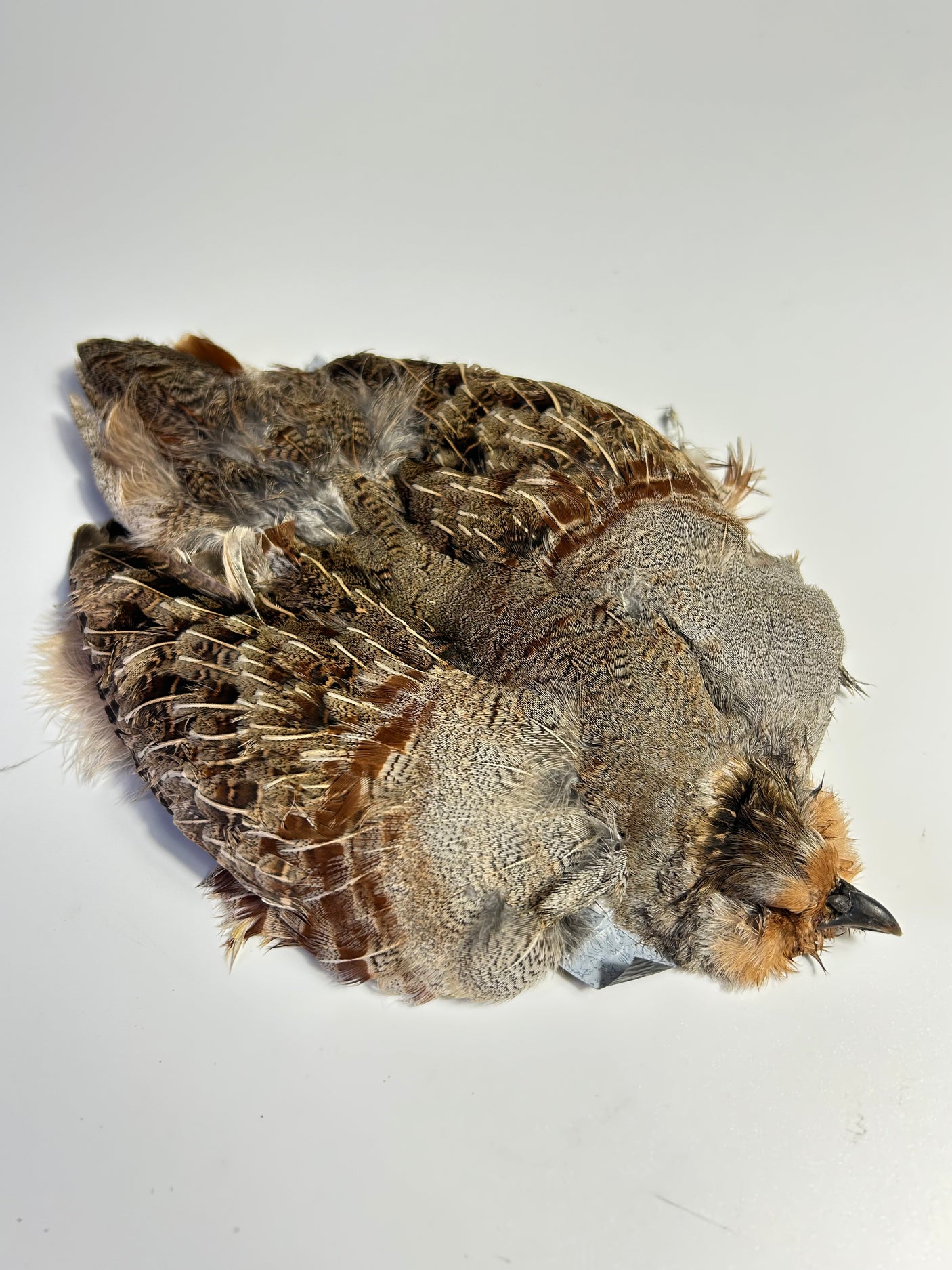 SFF Hungarian Partridge Skin