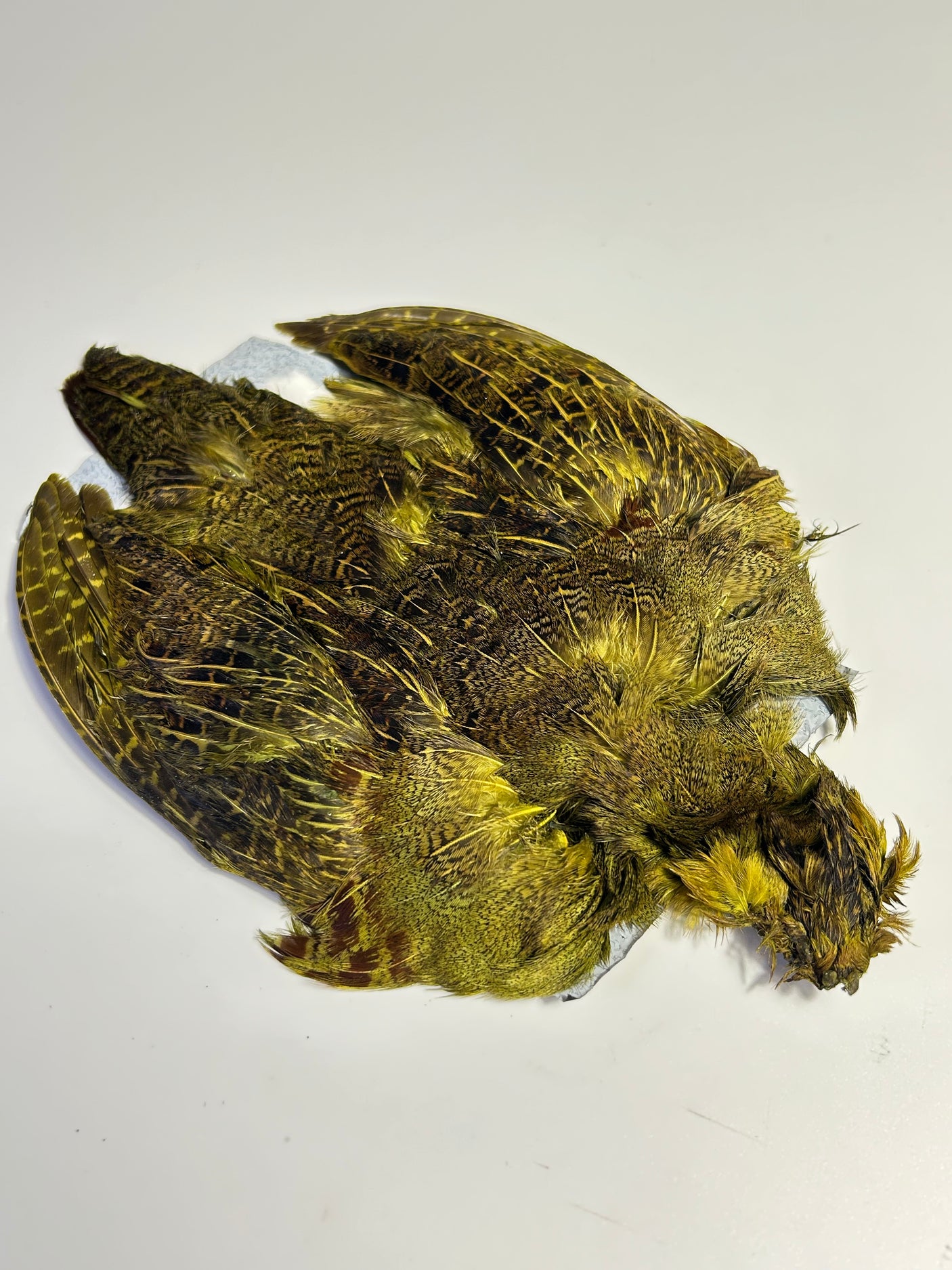 SFF Hungarian Partridge Skin