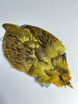 SFF Hungarian Partridge Skin