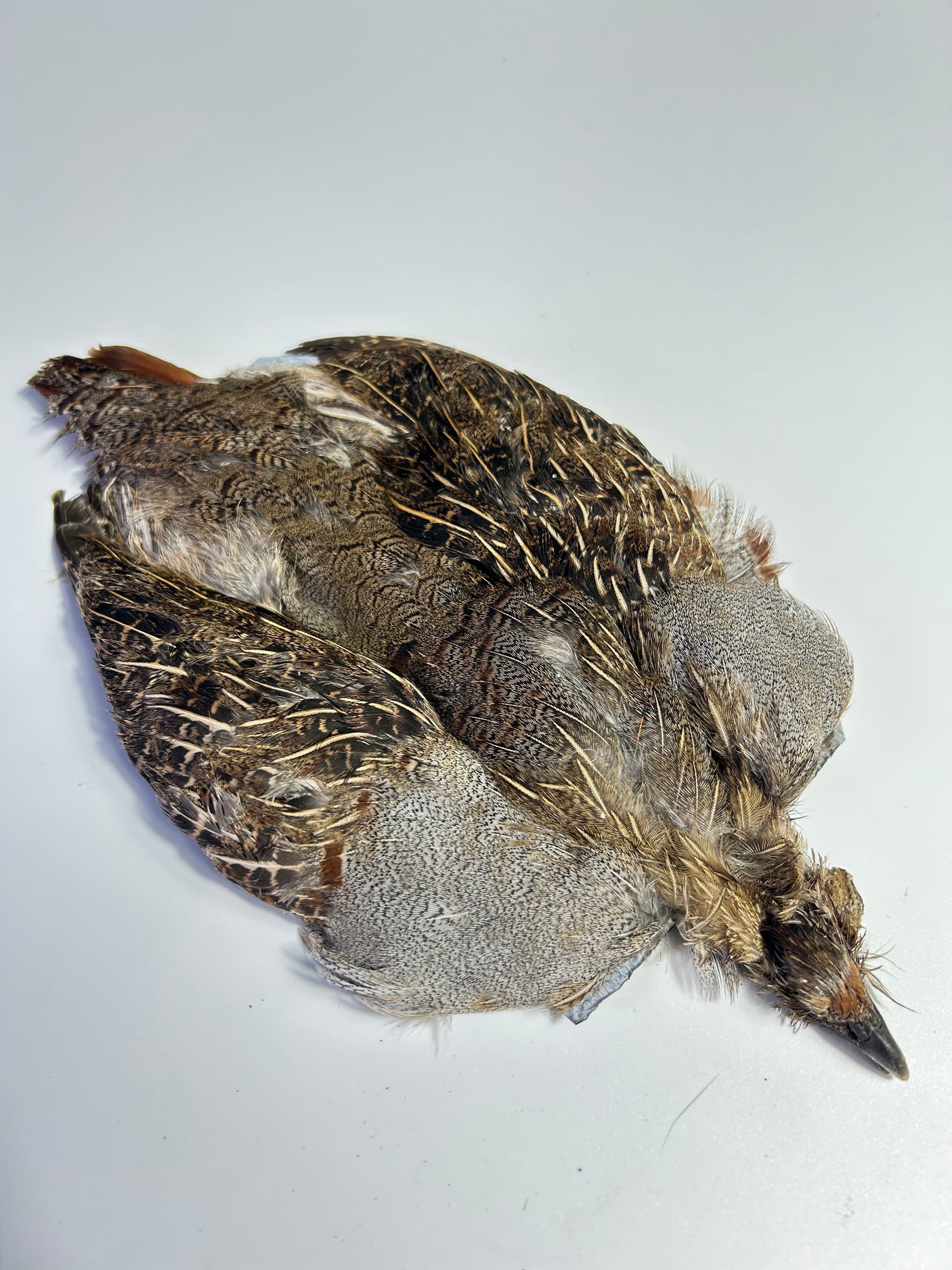 SFF #2 Hungarian Partridge Skin