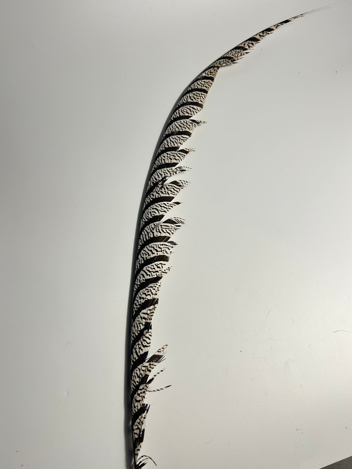 SFF Lady Amherst Tail Feather