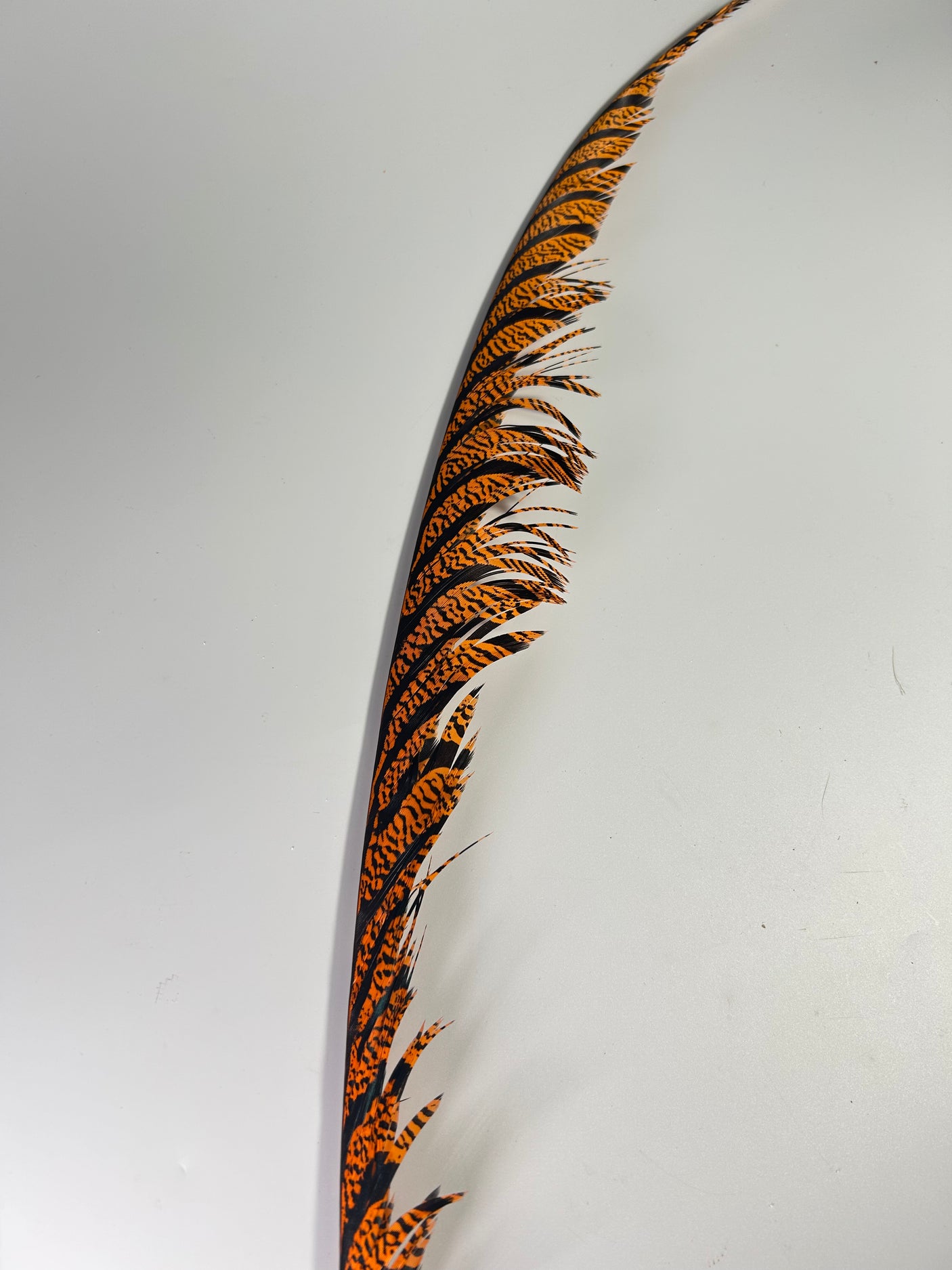 SFF Lady Amherst Tail Feather