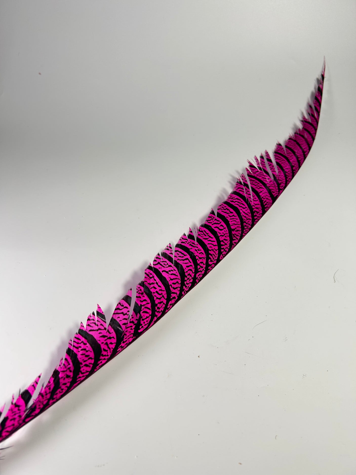 SFF Lady Amherst Tail Feather