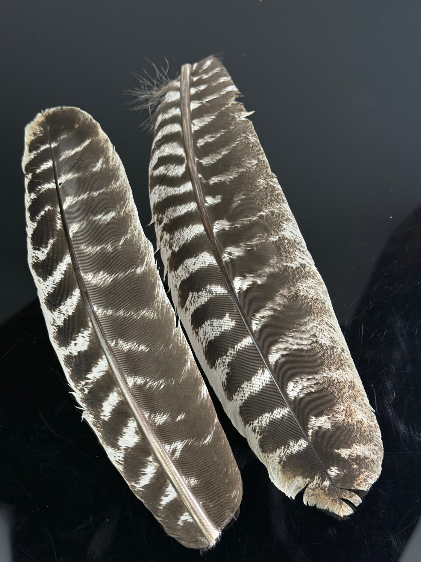 Extra Select Turkey Secondary Feathers (Pair)