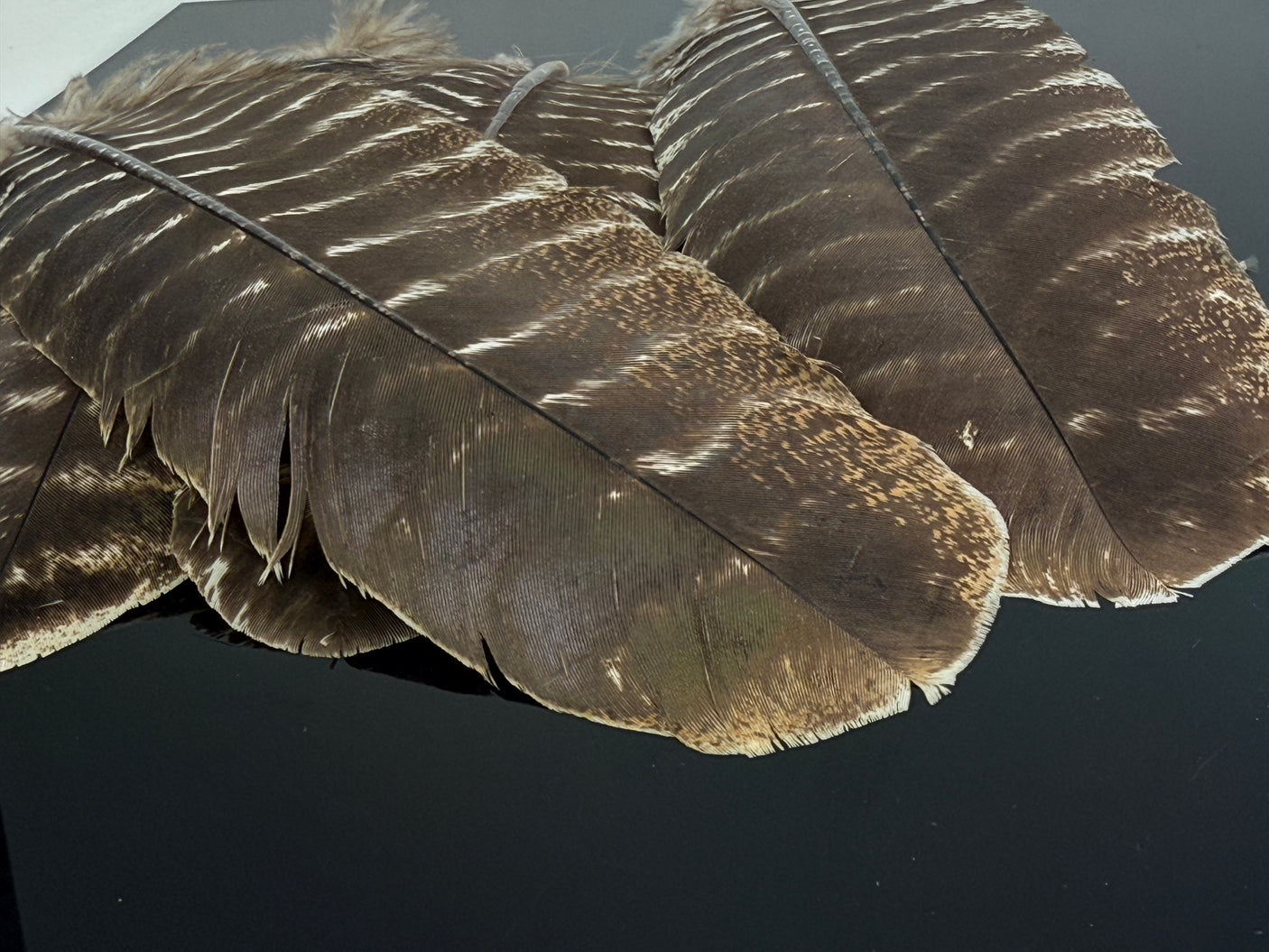 Turkey Quills