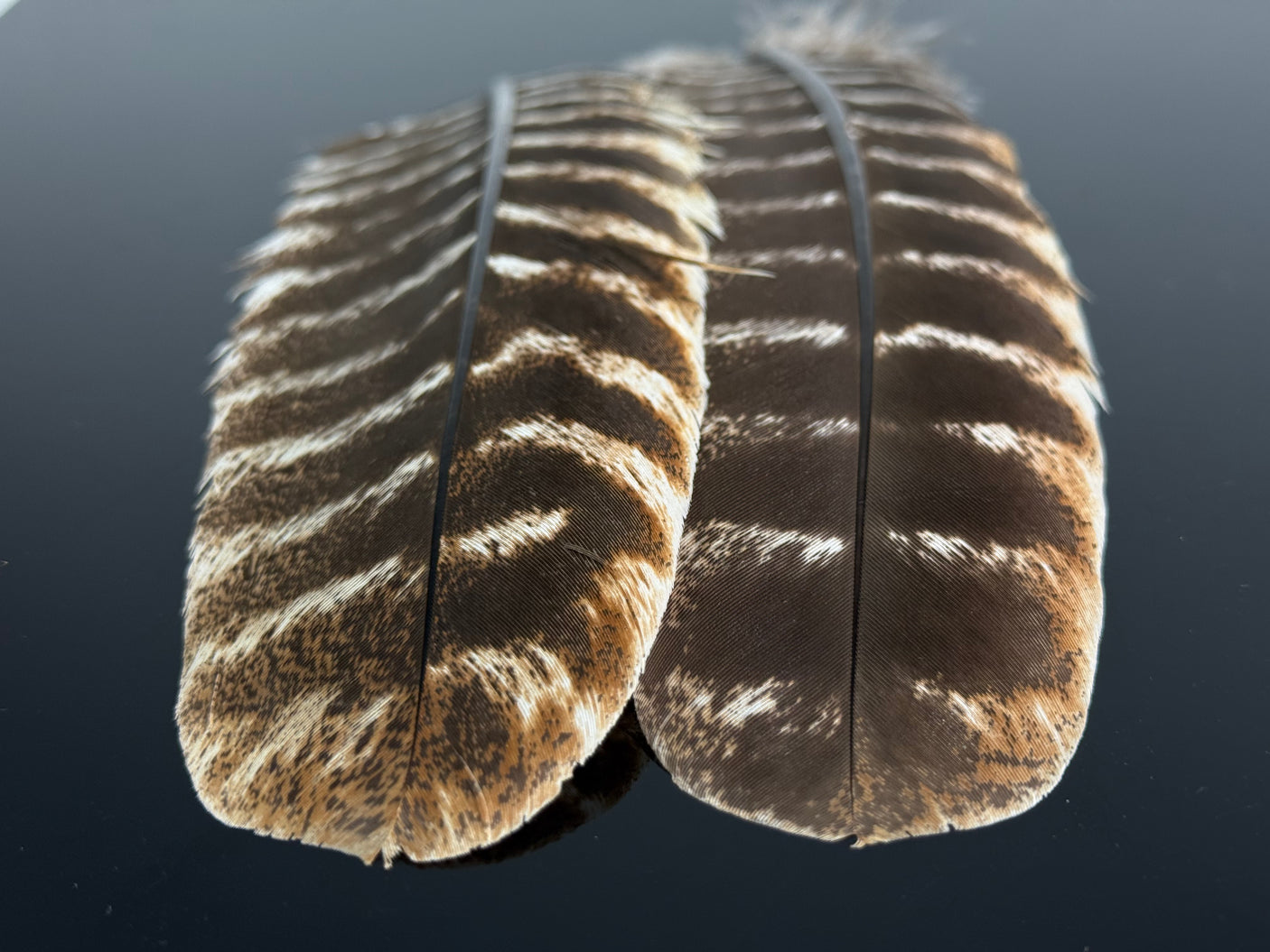 Turkey Quills Barred - Pair