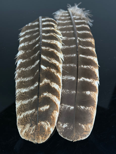 Turkey Quills Barred - Pair