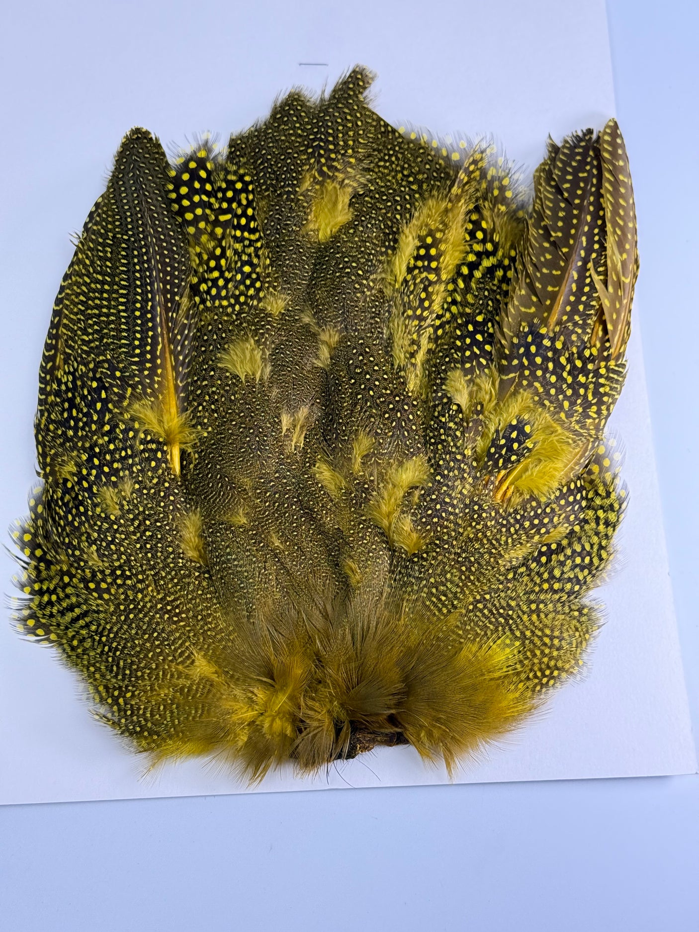 Guinea Skin dyed Yellow