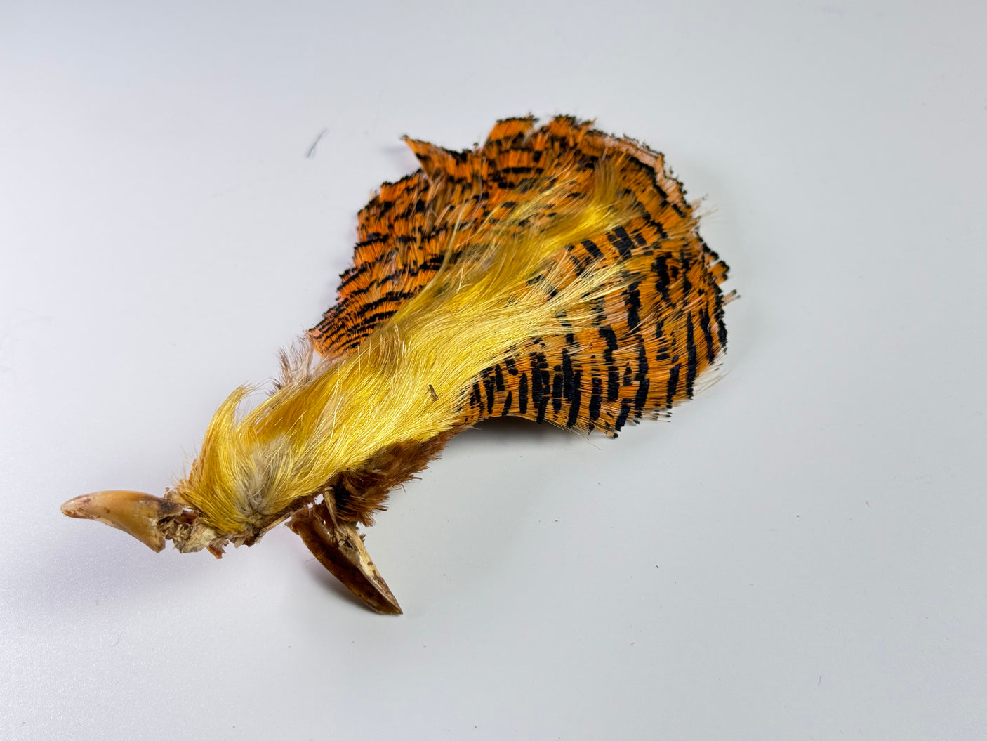 Golden Pheasant Complete Head