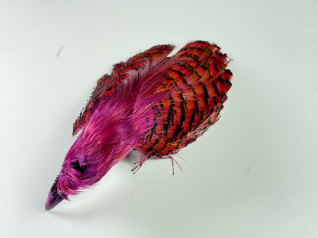 Golden Pheasant Complete Head