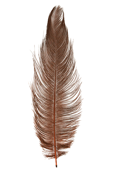 MFC Ostrich Plumes