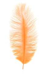 MFC Ostrich Plumes