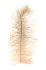 MFC Ostrich Plumes